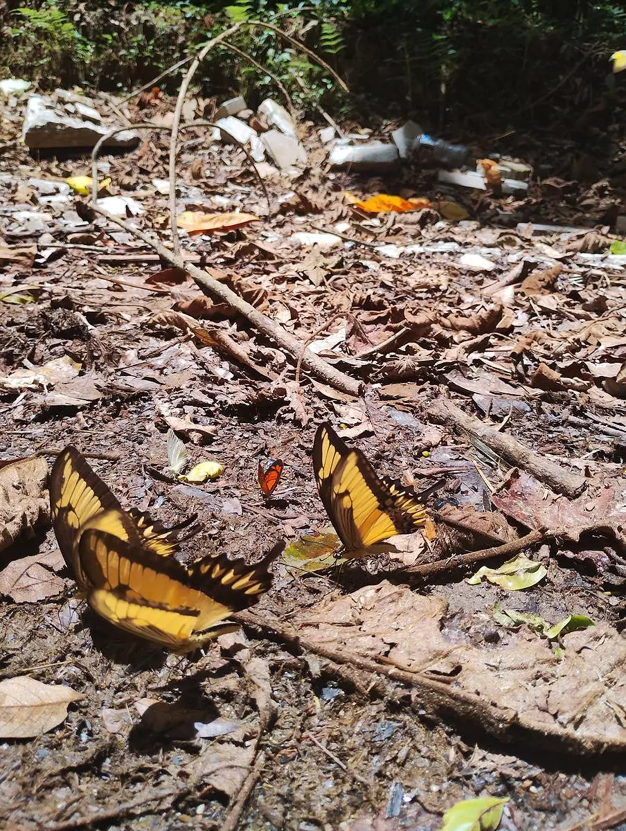 Borboletas no chão da mata durante o percurso do Sibrão